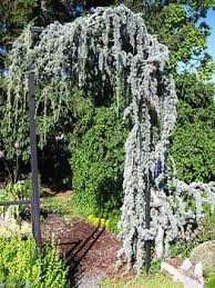 Without training, the weeping norway spruce remains low to the ground and may be used as a ground cover. Conifers Weeping