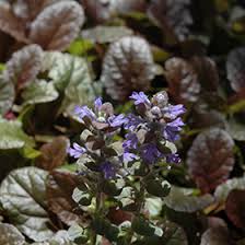 Image result for Ajuga