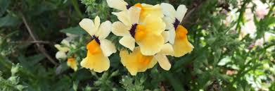 Image result for Nemesia zimbabwensis