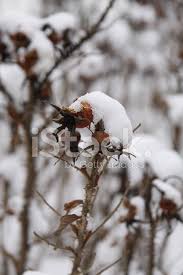 Scarica tutte le foto e usale anche per progetti commerciali. Fiore D Inverno Fotografie Stock Freeimages Com