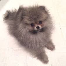 Pin By Ilgin Ates On Pomeranian Cute Baby Animals Puppies Cute Animals