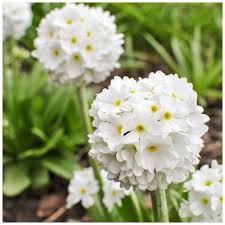 Port compact (50 cm de hauteur et de largeur) et buissonnant, parfait en potagers urbains (en pot ou en carré potager), le framboisier est résistant aux maladies et ne nécessite aucun traitement. Que Planter Au Mois De Novembre Gamm Vert