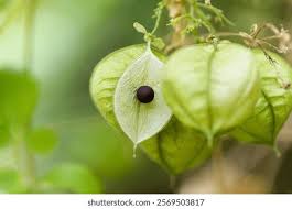 Image result for Cardiospermum grandiflorum