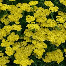 Firefly Sunshine Yarrow Achillea Hybrid Achillea Yarrow Plant Yarrow