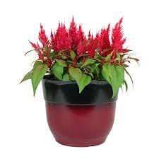 3 27 Gallon Red Dragon S Breath Celosia In Planter L27630 3qtcelpl In 2020 Dragons Breath Plant Dragons Breath Water Plants