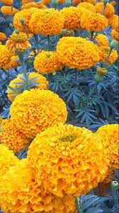 Marigold Flower Marigold Flower Blue Hydrangea Flowers Marigold Flower Aesthetic