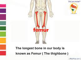 Longest Bone In Our Body Femur Health Facts Body Our Body