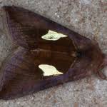 Image result for Autographa bractea
