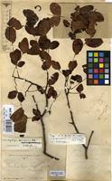 Image result for Brachystegia spiciformis × microphylla
