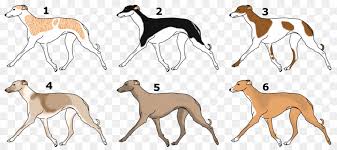 For sighthounds of all types! Spanisch Windspiel Italian Greyhound Sloughi Whippet Greyhound Png Herunterladen 1341 596 Kostenlos Transparent Hund Wie Saugetier Png Herunterladen