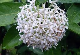 Image result for Ixora laurentii