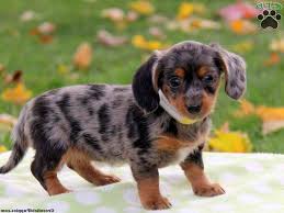 Available standard dachshund for sale: Dachshund Mixed Puppies For Sale Petsidi