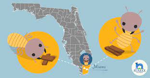 Termite control, bed bug removal, rodent control and exterminator services. New Study The Worst Us City For Termites Is Miami