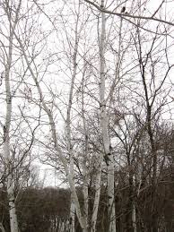 Tree in winter, isolated photo. Quaking Aspen Populus Tremuloides