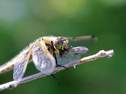 It won't replace deet's long lasting effectiveness for wilderness expeditions, but for evenings around the fire pit or sitting on the patio at sundown, it works. Do Fire Pits Keep Bugs Away The Truth Sunshine Play