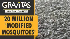 Check spelling or type a new query. Gravitas Genetically Modified Mosquitoes Arrive In Florida Youtube