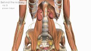 Location And Relations Of The Kidney 3d Anatomy Tutorial Youtube