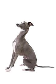 Italian greyhound · las vegas, nv. Italian Greyhound Breed Guide Petbarn