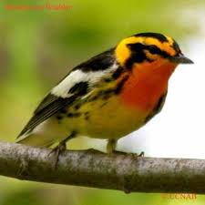 Black And White Spotted Bird Ontario Blackburnian Warbler Setophaga Fusca North American Birds Birds Ontario Birds Most Beautiful Birds