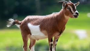 Granja las golondrinas margaritas camalu, aldama (chihuahua) (aldama, chihuahua). Cabra Enana Africana