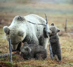 ne bois fotograf moya maman samo spokojstvie fotograf valtteri mulkahainen fotografii fotografii zhivotnyh medvezhata