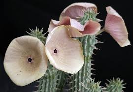 Image result for Hoodia