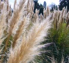 Dwarf Pampas Grass Pampas Grass Perennial Grasses Cortaderia