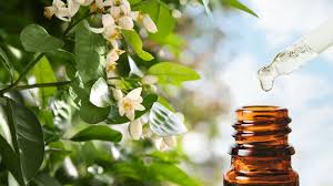 Các chiết suất tinh dầu mang lại công dụng chính của lá bưởi trong việc thư giãn và trị cảm (Nguồn: Sưu tầm)