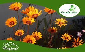 Image result for Ursinia montana