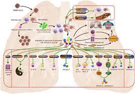 The Pathogenesis And Treatment Of The Cytokine Storm In Covid 19 Journal Of Infection