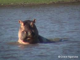 Image result for Croton polytrichus