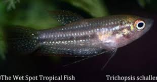 Trichopsis Schalleri Giant Sparkling Gourami Fish Breeding Freshwater Fish Cichlids
