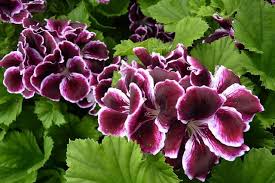 Image result for Geranium vagans