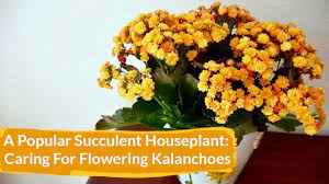 Kalanchoe is one of the most breathtaking flowering succulents with a captivating foliage. How To Care For Flowering Kalanchoes Indoors Joy Us Garden Youtube