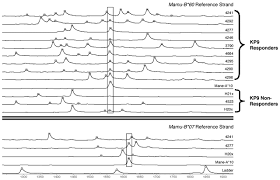 I soon learned otherwise, when i began a position as a research assistant in a neuroimaging lab after graduating college. Analysis Of Pigtail Macaque Major Histocompatibility Complex Class I Molecules Presenting Immunodominant Simian Immunodeficiency Virus Epitopes Journal Of Virology