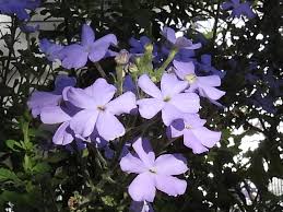 Image result for Jamesbrittenia integerrima