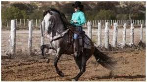 Resultado de imagen para CABALGATAS TARACHI SONORA
