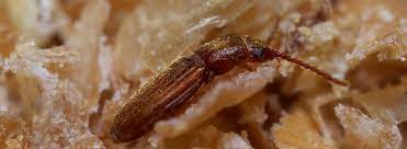 Pest infestations must be controlled for all of the following reasons except: Signs Of Pests In Food Rentokil