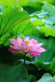 Pin On Beautiful Flowers
