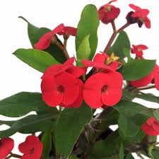 Image result for Euphorbia pfeilii