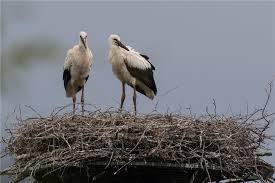 Joachim Meteling Hat In Lowick Ein Nest Fur Storche Aufgestellt