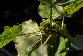 Image result for Ficus abutilifolia