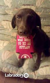 Epingle Par Sulpice Sur Labradors Chocolat Chocolat