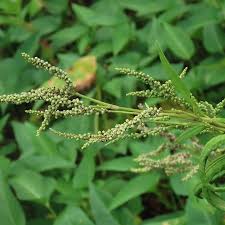 Image result for Persicaria barbata