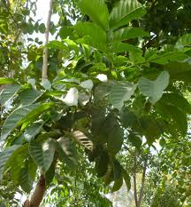 Image result for Markhamia zanzibarica