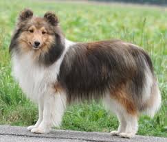 This is tim, swanlake uk time. Shelties Vom Hochrhein