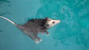 The monito del monte or colocolo opossum, dromiciops gliroides, also called chumaihuén in mapudungun, is a diminutive marsupial native only to southwestern south america (argentina and chile). Can Opossums Swim North American Nature