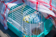 Should a Bird's Cage Be Covered at Night?