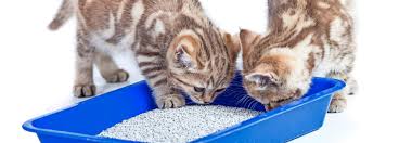 In einer wohnung lauern viele gefahren für katzen. Damit Die Wohnung Nicht Nach Busi Riecht Tierwelt