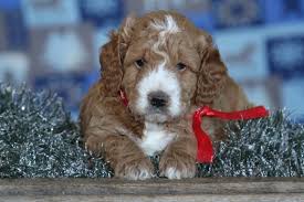 How to trim a goldendoodle's face yourself. Goldendoodle Teddy Promotions